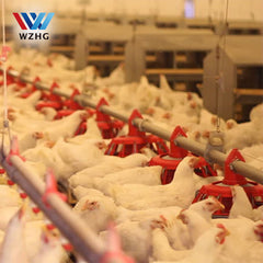 Low cost controlled prefabricated steel poultry farming shed in pakistan on China WDMA